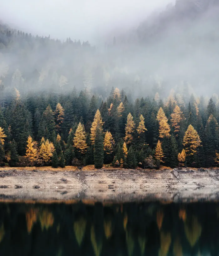 A coniferous forest by a lake.